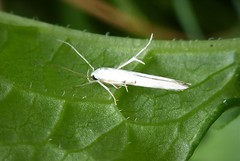 Stathmopoda horticola