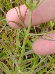 Agalinis communis