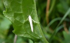 Stathmopoda horticola