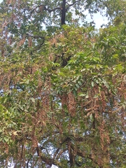 Pterocarya stenoptera