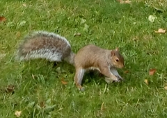 Sciurus carolinensis