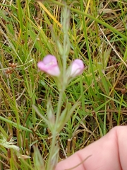 Agalinis communis