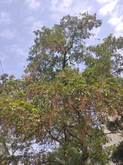 Pterocarya stenoptera