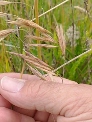 Bromus auleticus