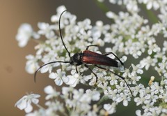 Stenurella melanura