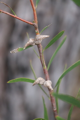 Hakea falcata