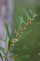 Hakea falcata