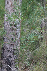 Hakea falcata