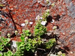Veronica hookeriana