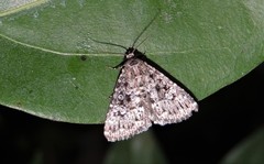 Condica aroana