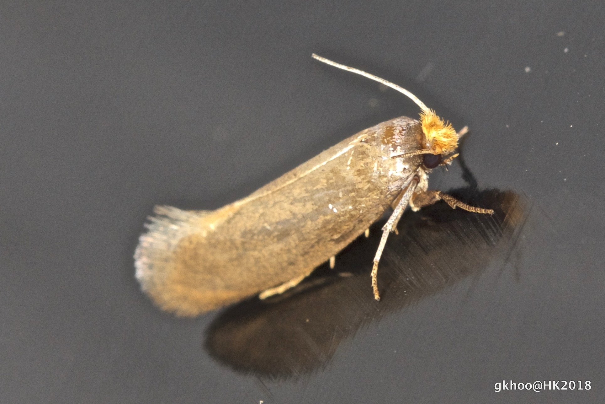 Fungus Moths Clothes Moths Allies Family Tineidae Inaturalist Nz