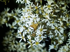 Glaucocharis metallifera