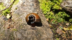 Powelliphanta spedeni