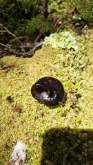 Powelliphanta spedeni