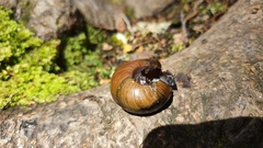 Powelliphanta spedeni