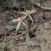 White Spider Orchid - Photo (c) Arthur Chapman, some rights reserved (CC BY-NC-SA)