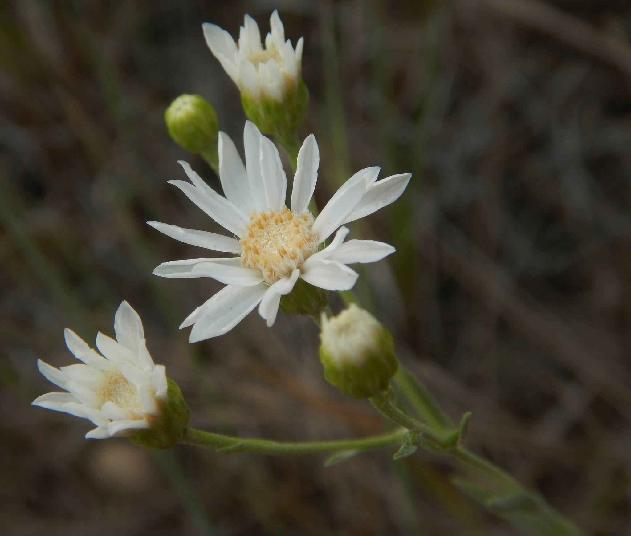 Solidago ptarmicoides