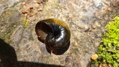 Powelliphanta spedeni