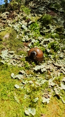 Powelliphanta spedeni