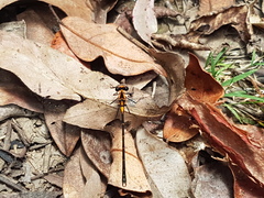 Austroargiolestes amabilis