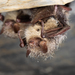Greater Tube-nosed Bat - Photo (c) Ryosuke Kuwahara, some rights reserved (CC BY-NC), uploaded by Ryosuke Kuwahara
