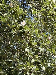 Lagunaria patersonia