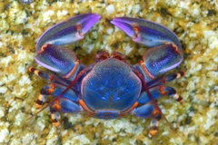 Petrolisthes violaceus