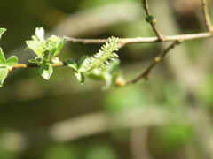 Salix aurita