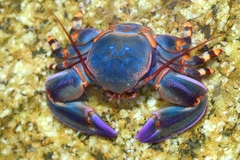 Petrolisthes violaceus