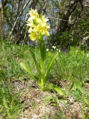 Orchis pauciflora