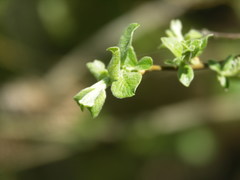 Salix aurita