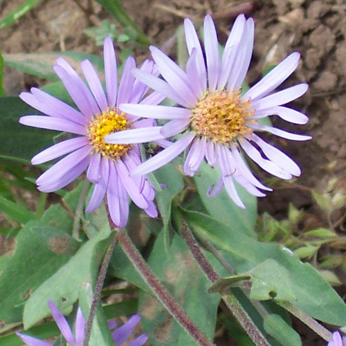 soft aster (Symphyotrichum molle)