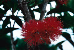 Geissois pruinosa