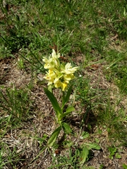 Orchis pauciflora
