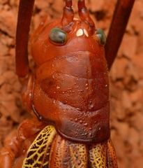 Ischnomela pulchripennis