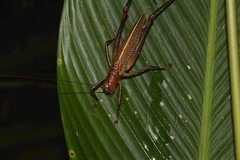 Ischnomela pulchripennis