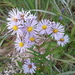 Northern Bog Aster - Photo (c) 
Quinten Wiegersma, some rights reserved (CC BY)
