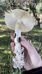 Amanita phalloides