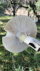 Amanita phalloides