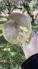 Amanita phalloides