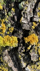 Xanthomendoza hasseana