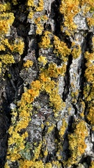 Xanthomendoza hasseana