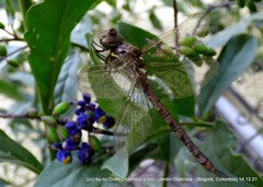 Rhionaeschna marchali