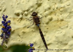 Rhionaeschna marchali