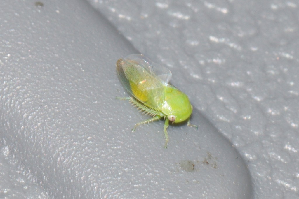 robust leafhopper
