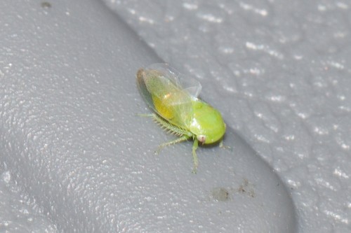 robust leafhopper
