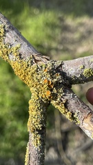 Xanthomendoza hasseana