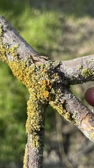 Xanthomendoza hasseana