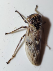 Rhytidodus