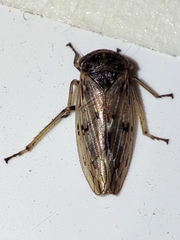 Rhytidodus